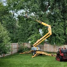 Best Palm Tree Trimming  in New Philadelphia, OH