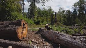 Best Tree Cabling and Bracing  in New Philadelphia, OH