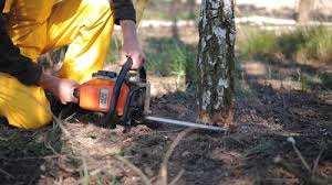 Best Tree Trimming and Pruning  in New Philadelphia, OH